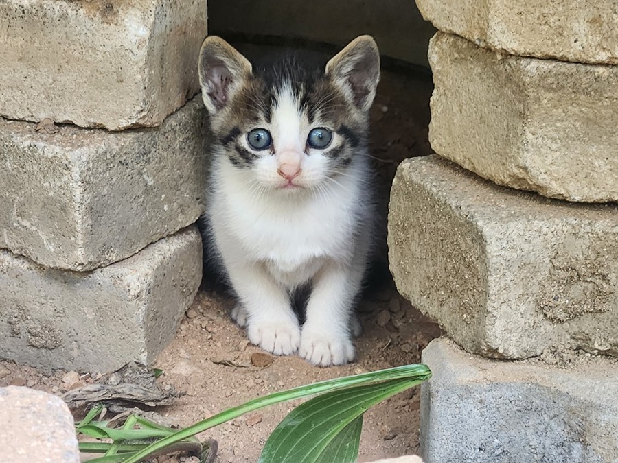 아기 고양이 🐱 분양해요. 썸네일