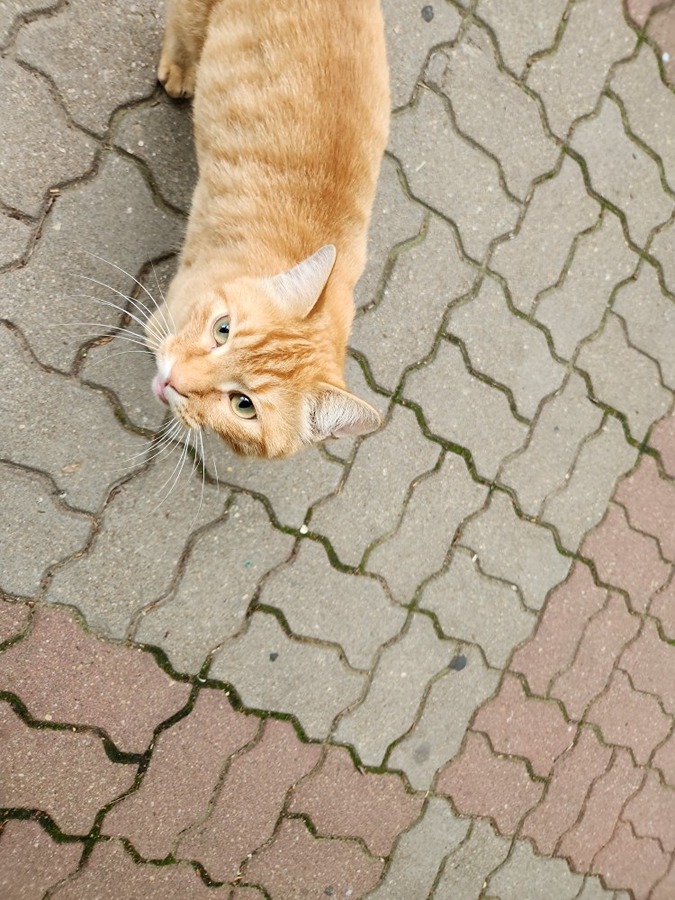 고양이 잃어버리신분 썸네일