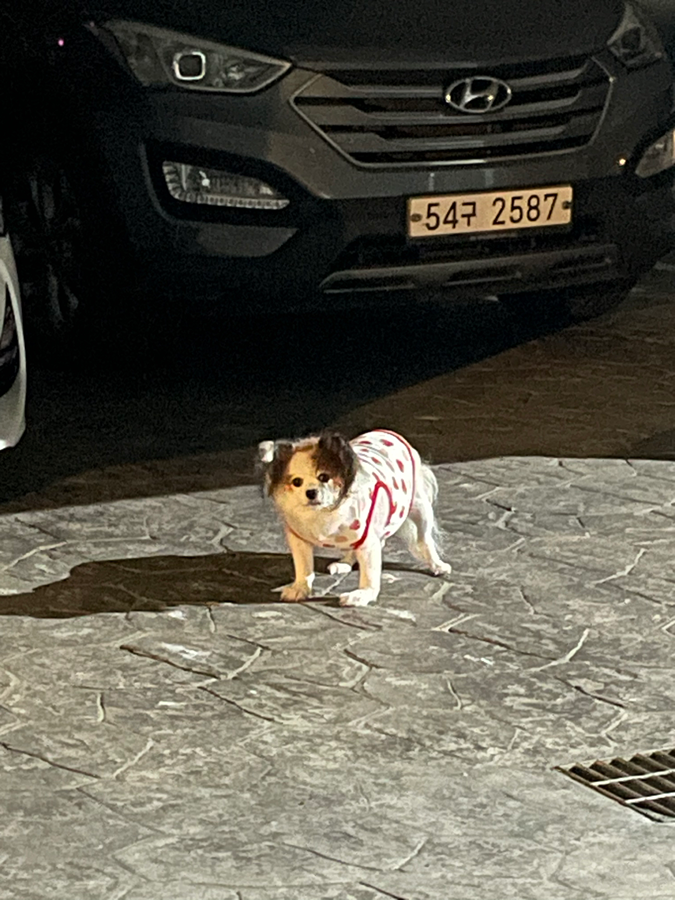 강아지 잃어버리신분 계신가요 ㅠ 썸네일