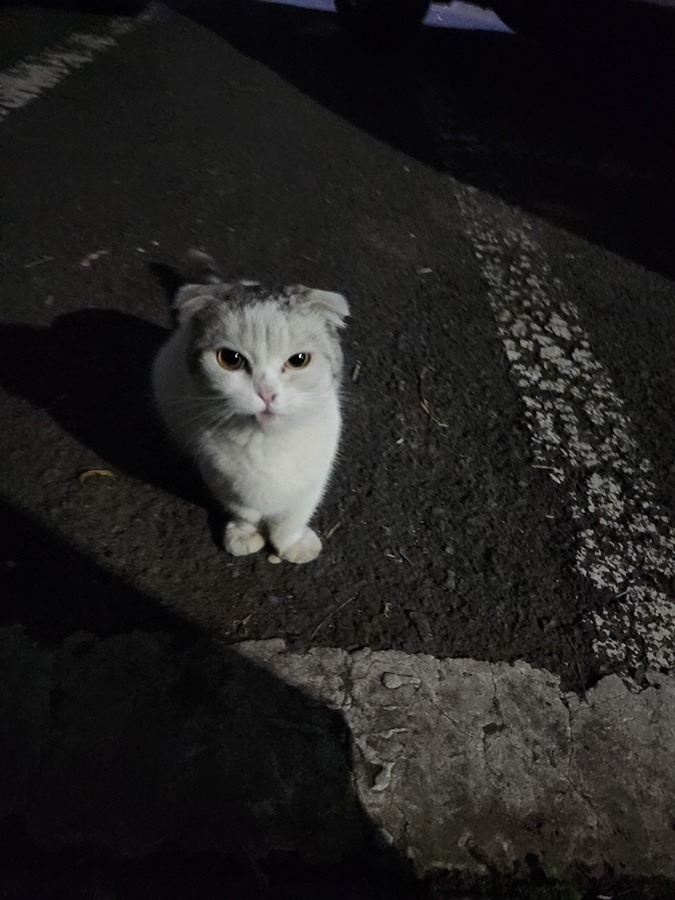 고양이 잃어버리신분 계신가요 썸네일