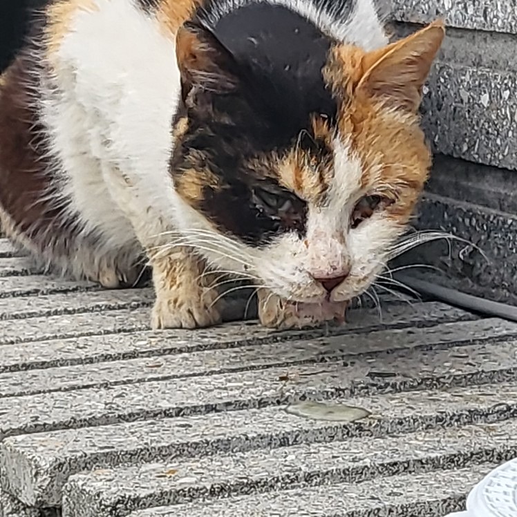 길고양이 구내염 .. 썸네일