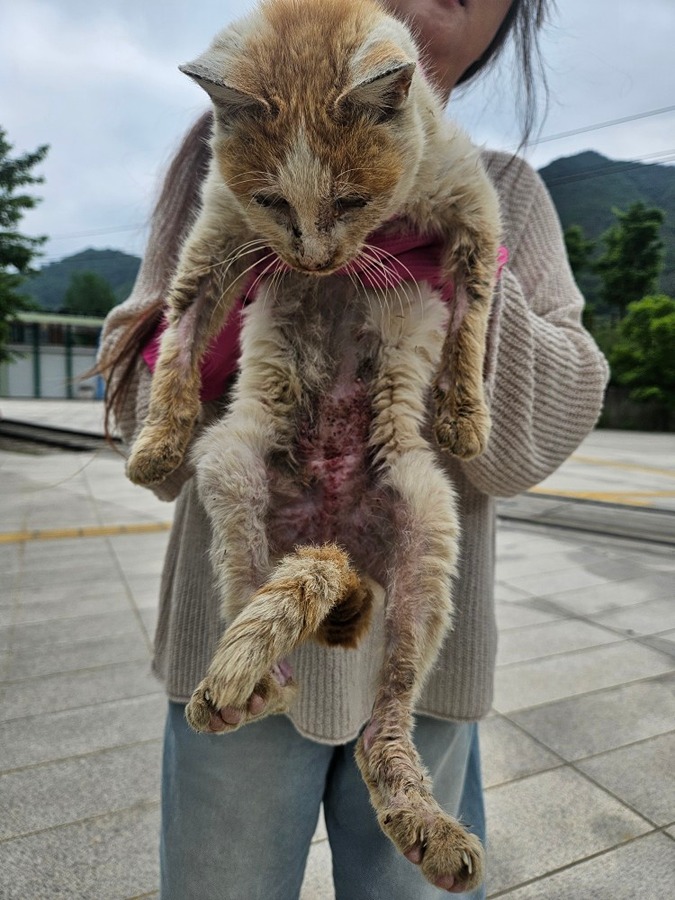 아픈 고양이 어떻게하면 되나요? 썸네일