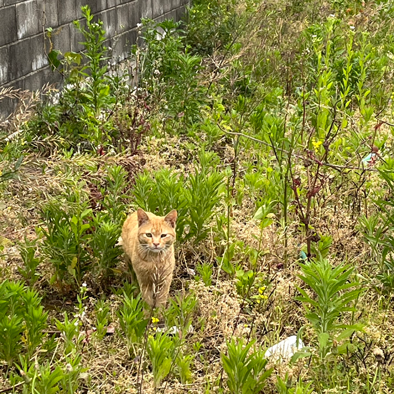 제주 비건 밥상 썸네일