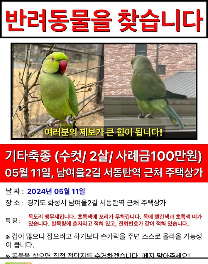 실종된 앵무새 찾습니다 도와주세요ㅠㅠ 썸네일