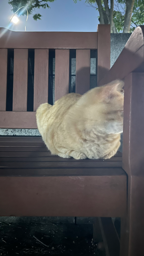 시민공원 고양이 잃어버리신분 없으세요 ??? 썸네일