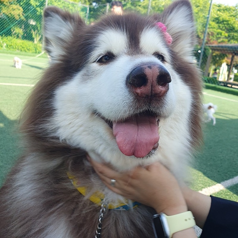 ��대형견 모여라~ 썸네일