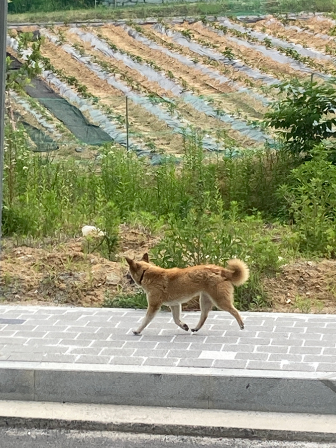 강아지 주인 찾아요 썸네일