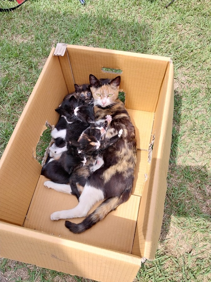 아기  고양이 집사 구행ᆢ 썸네일