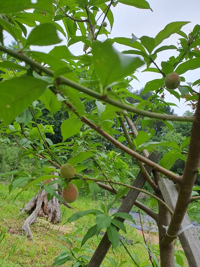 버덩골  청보리  절정기는 언제쯤일까요? 썸네일