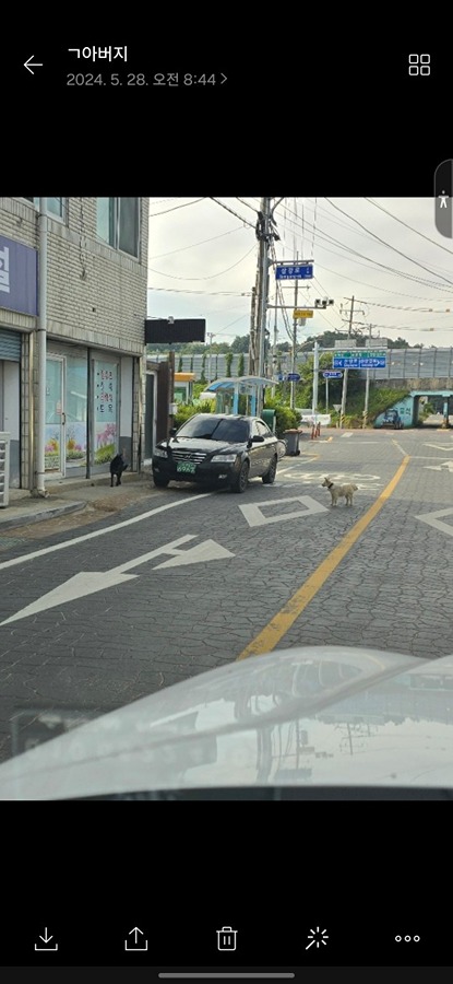 개 잃어버리신 분 썸네일