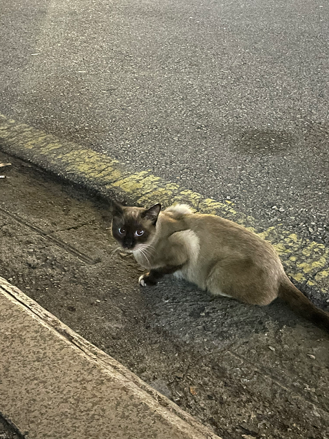 샴 고양이 잃어버리신분 썸네일