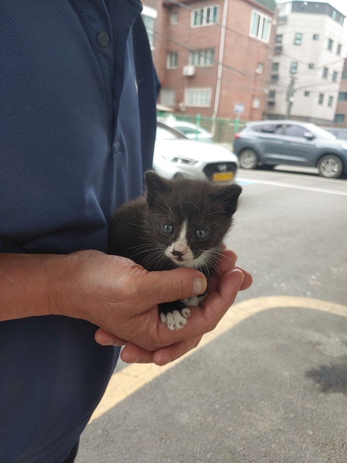 새끼 고양이 두마리 썸네일