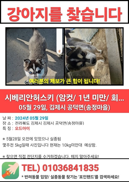 연락 주셔서 강아지 찾았습니다. 썸네일