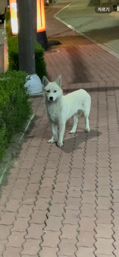 교동 씨유 쪽에 강아지 잃어버리신 분 ㅠㅠ 썸네일