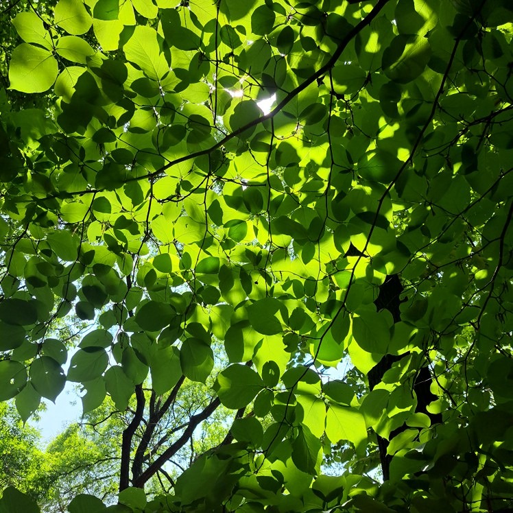 심곡.연희동 (여)동네친구  썸네일