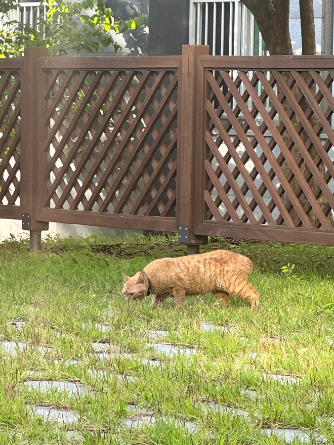 고양이 주인 찾아요 ㅜㅅㅜ 썸네일