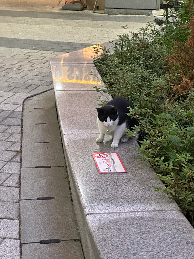 고양이 집나왔나 좀 봐주세요ㅜ 썸네일