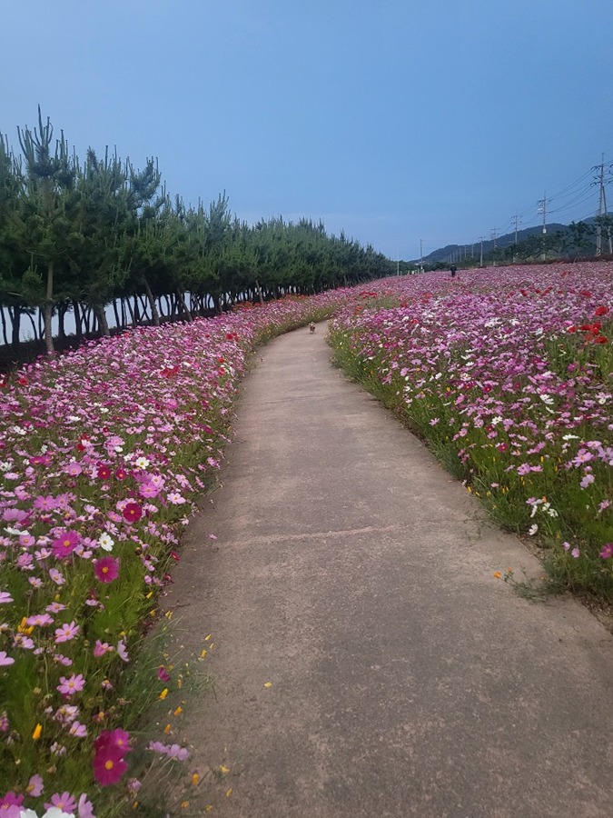 너무이쁜데   꽃이지고있네요ㅜ 썸네일