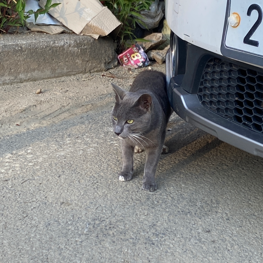 고양이 잃어버리신분 썸네일