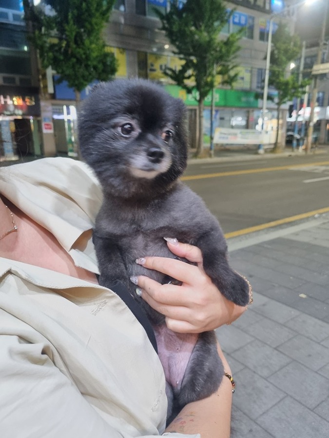 강아지 잃어버리신분 ㅡ 성안동  썸네일