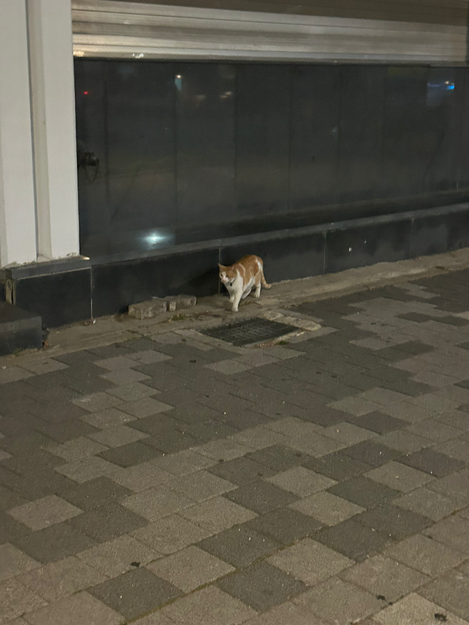 목걸이 있는거 보니까 주인있는 고양이 같아요 썸네일