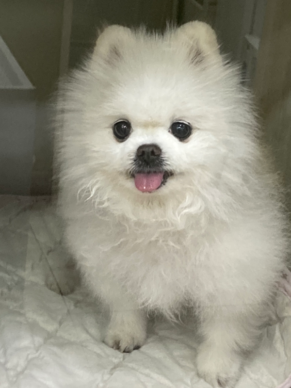 강아지 lover 모임❤️🐶 썸네일