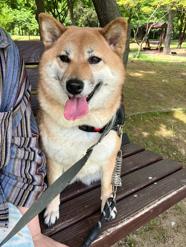 ♡강아지 산책♡ 썸네일