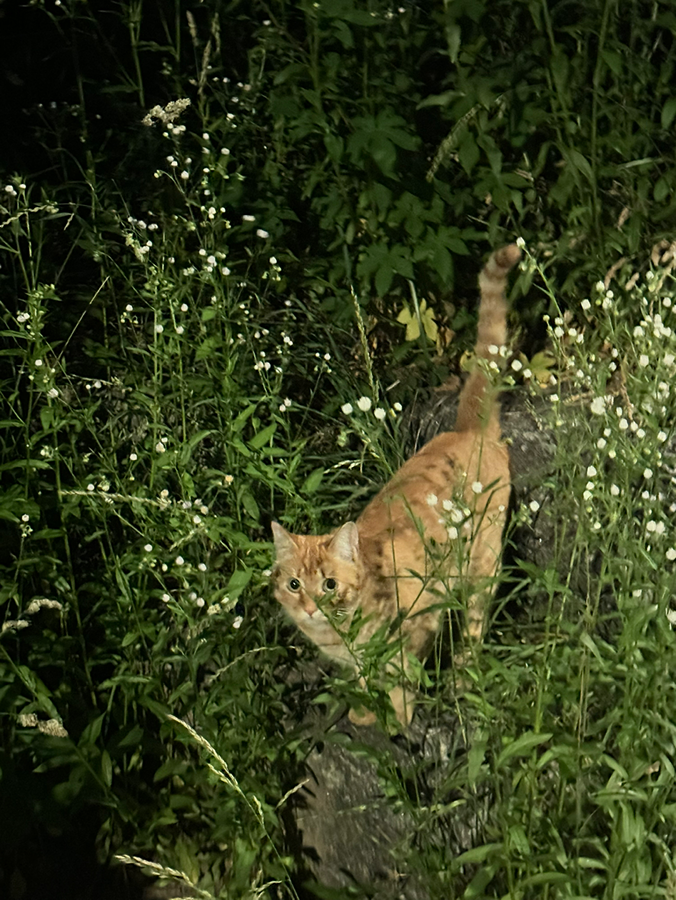 고양이 썸네일