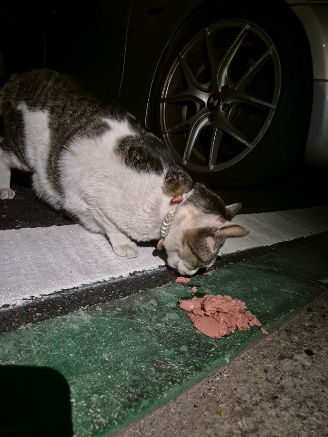 서교동 고양이 잃어버리신 분 있으신가요? 썸네일