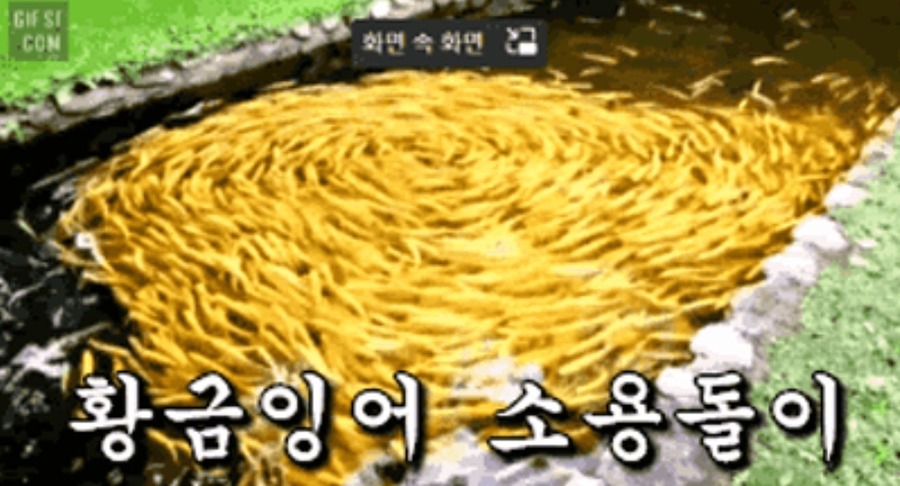 💰진귀한 '황금잉어떼' 보시고 좋은일만 가득하시길~ 썸네일