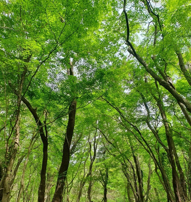 오름과 숲길 (초보방) 썸네일