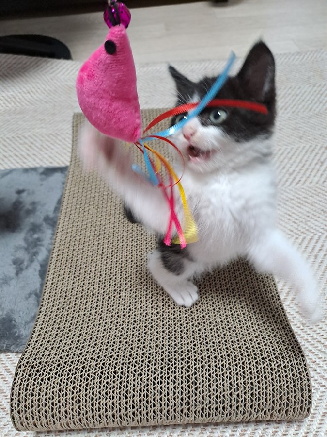 입이 심하게 다쳤던 아기냥이~ 썸네일