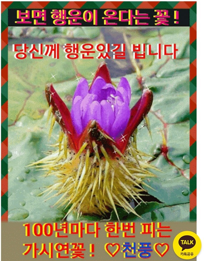 🌹100년만에 핀 행운꽃으로 축복전해요~! 썸네일