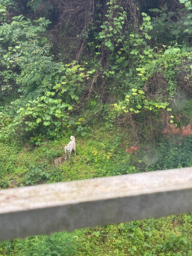 진도 2마리가 산쪽으로 같이 다니고 있어요 썸네일