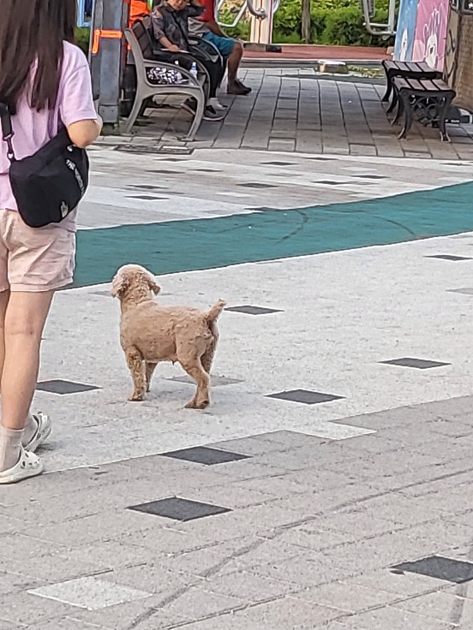 강아지찾아가세요 썸네일