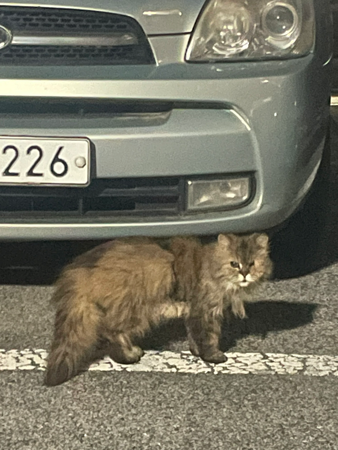 잃어버린 고양이 같아요 썸네일