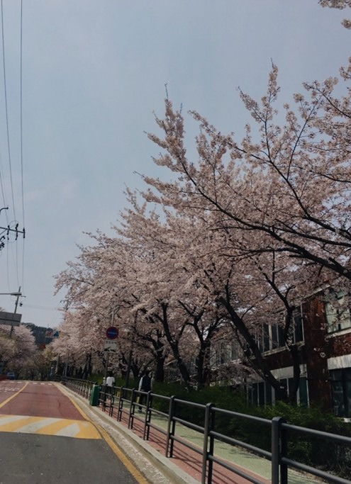 지역주민들만 아는 벚꽃길 공개 썸네일