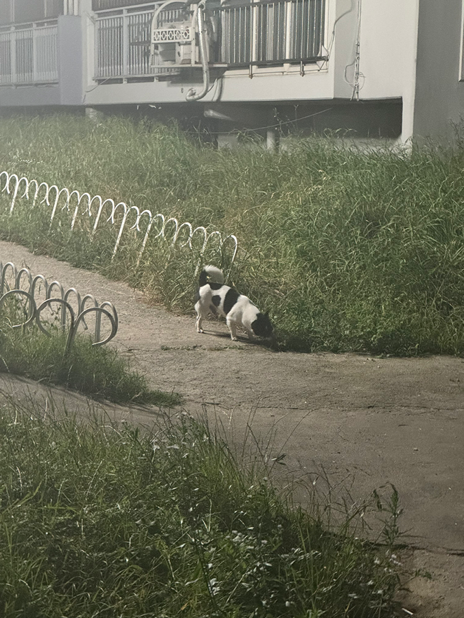 개금 주공 2단지 목줄없이 다니는 바둑이 있어요 썸네일