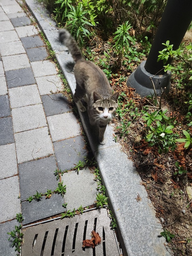 고양이 분실 썸네일