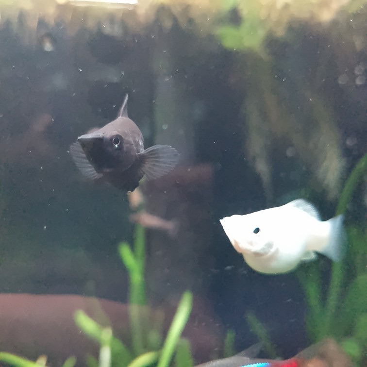 강북 물생활🐟 구피, 디스커스, 수초🌿 썸네일