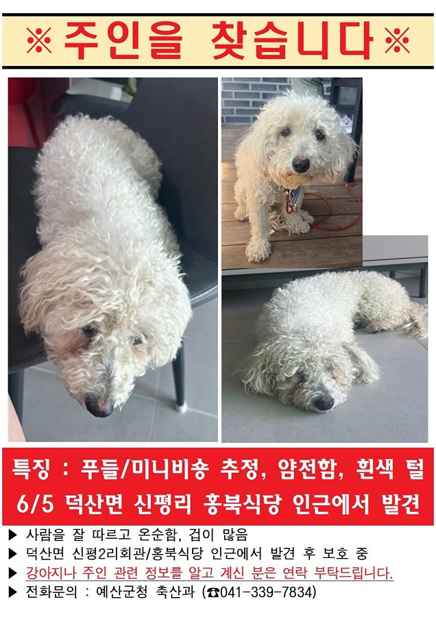 덕산면 강아지 보호자 찾는중 썸네일