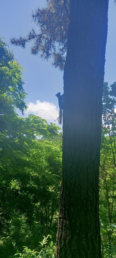 성암공원 청설모 예요 썸네일