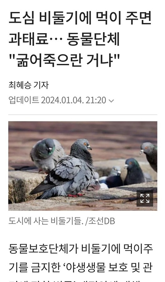 비둘기에 먹이 썸네일