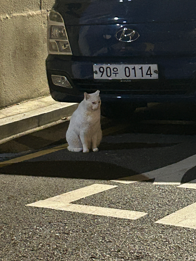 집고양이 흰색고양이 발견 썸네일