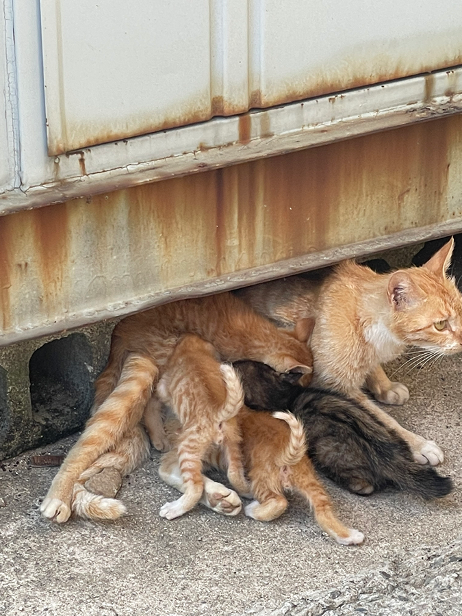 길고양이 새끼들 어떡해야하나요 ㅠ 썸네일