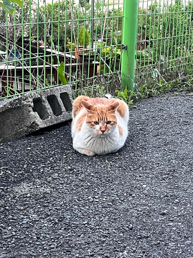 고양이 찾습니다.  썸네일