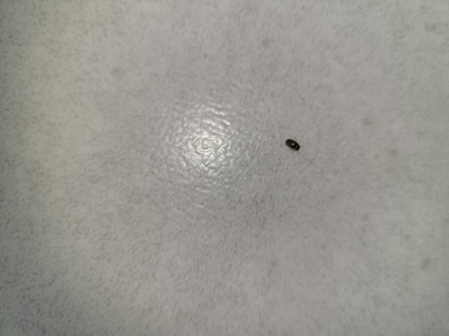 바퀴벌레  인가요? 썸네일