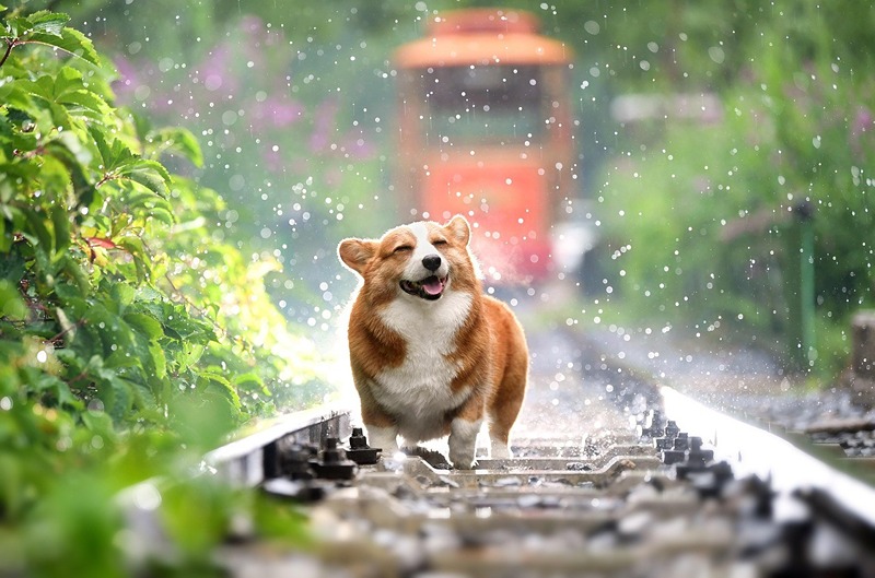 🐶강아지 친구 만들어주기🐶 썸네일