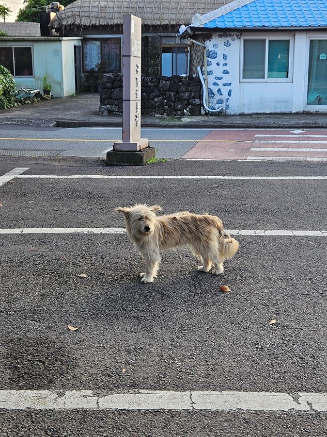 강아지 잃어버린 분  보셔요 ㅜㆍㅜ  썸네일