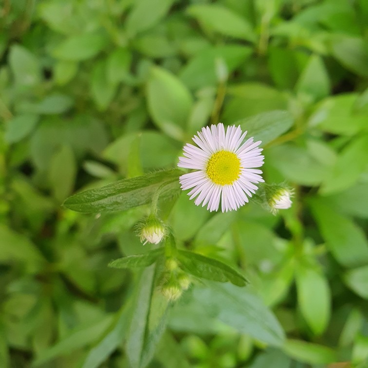 이름이 생소하지만 예쁘네요! 썸네일